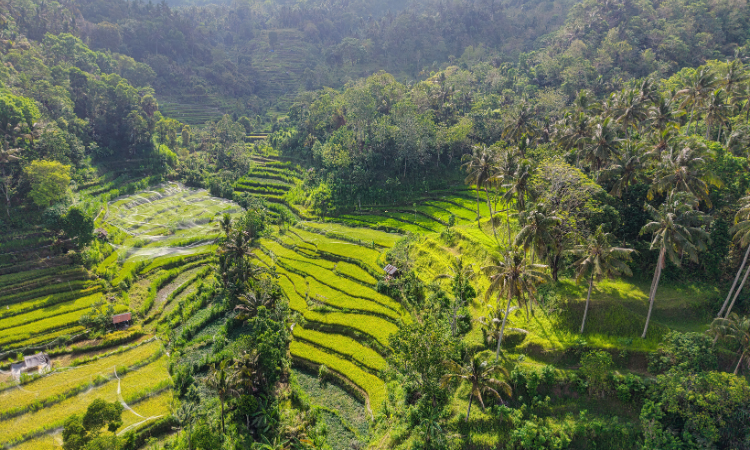 BALI